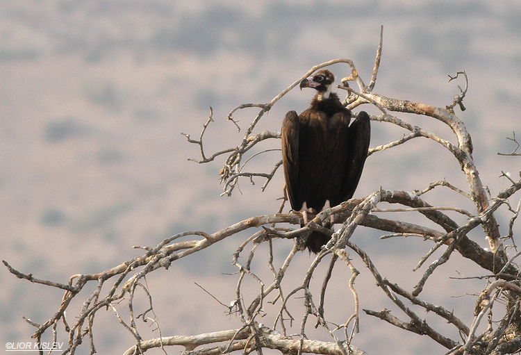 Black Vulture Aegypius monachus , Wadi Meitzar, Golan heights ,September 2013